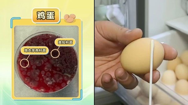 小麦策略 别让冰箱成为“细菌培养皿” 这份使用指南请收好